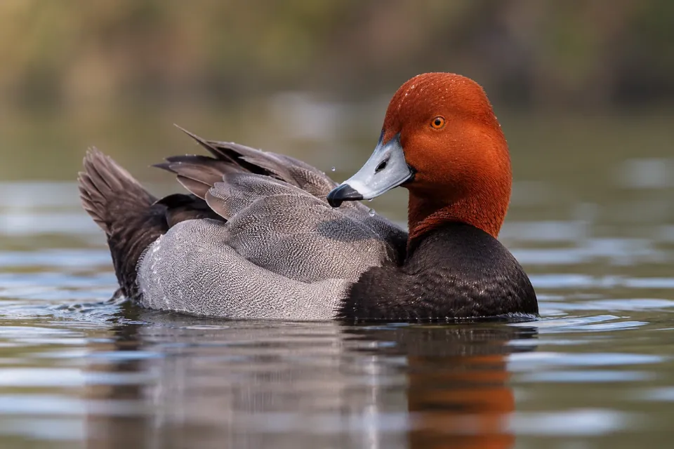 Redhead — verified North Ground species photograph