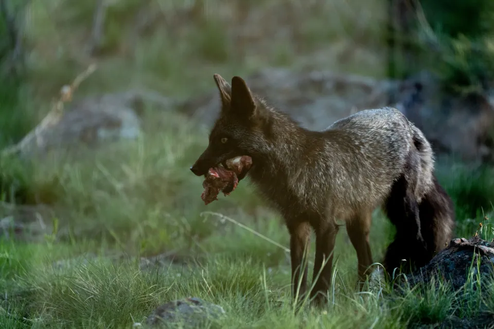 Gray fox