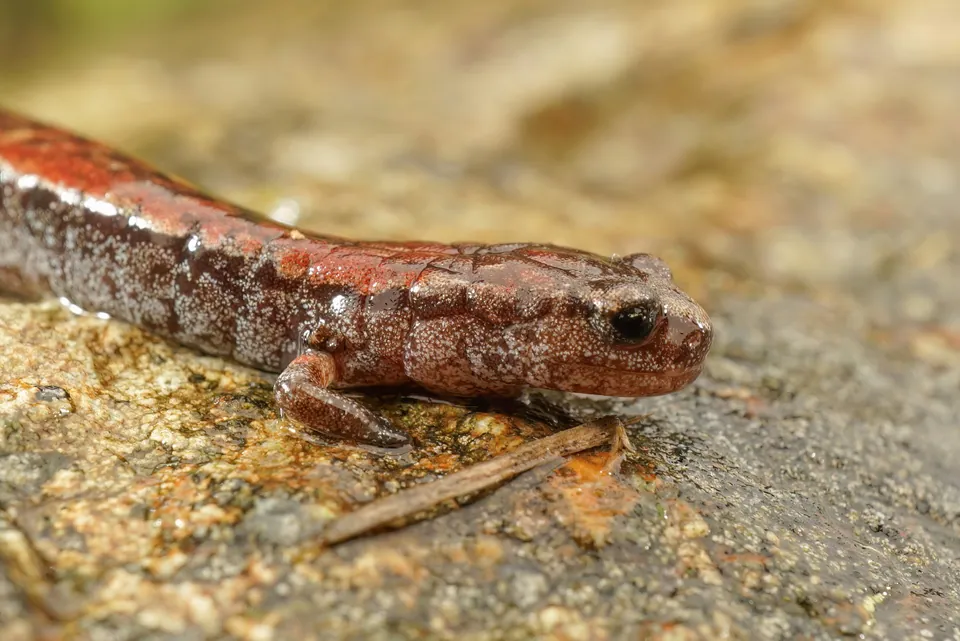 California slender salamander — verified North Ground species photograph