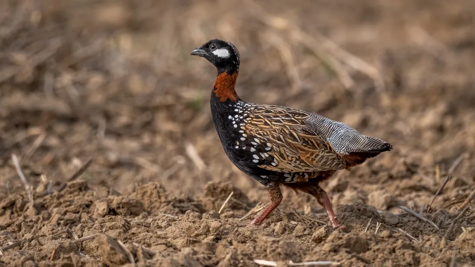 Black francolin walking on bare ground