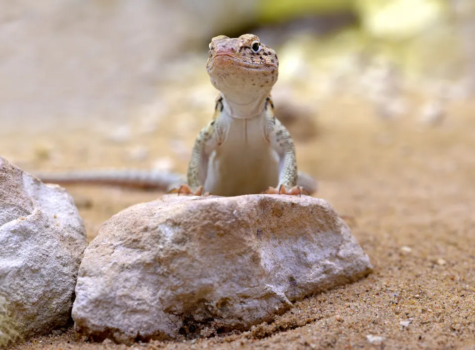 Female eastern collared lizard on a stone