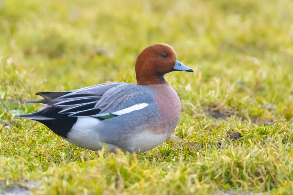 Male Eurasian wigeon standing in grass