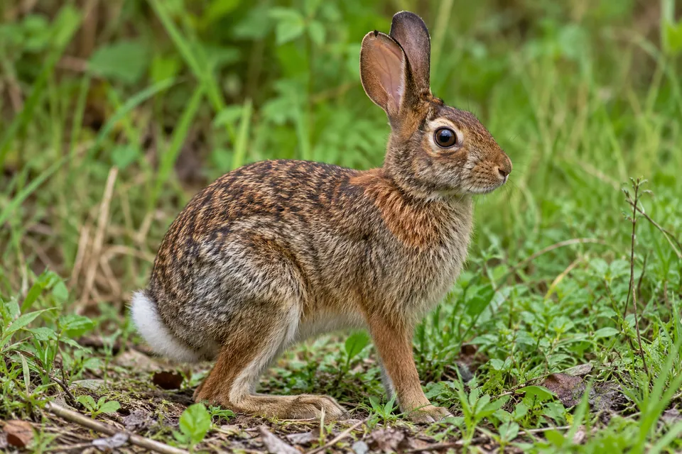Appalachian cottontail — verified North Ground species photograph