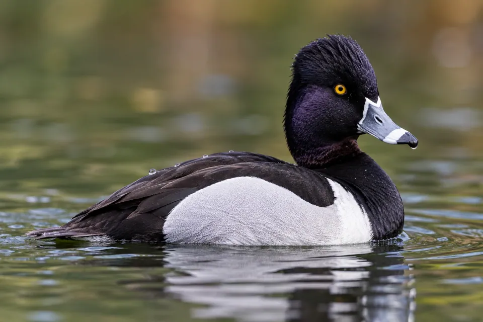 Ring-necked duck — verified North Ground species photograph
