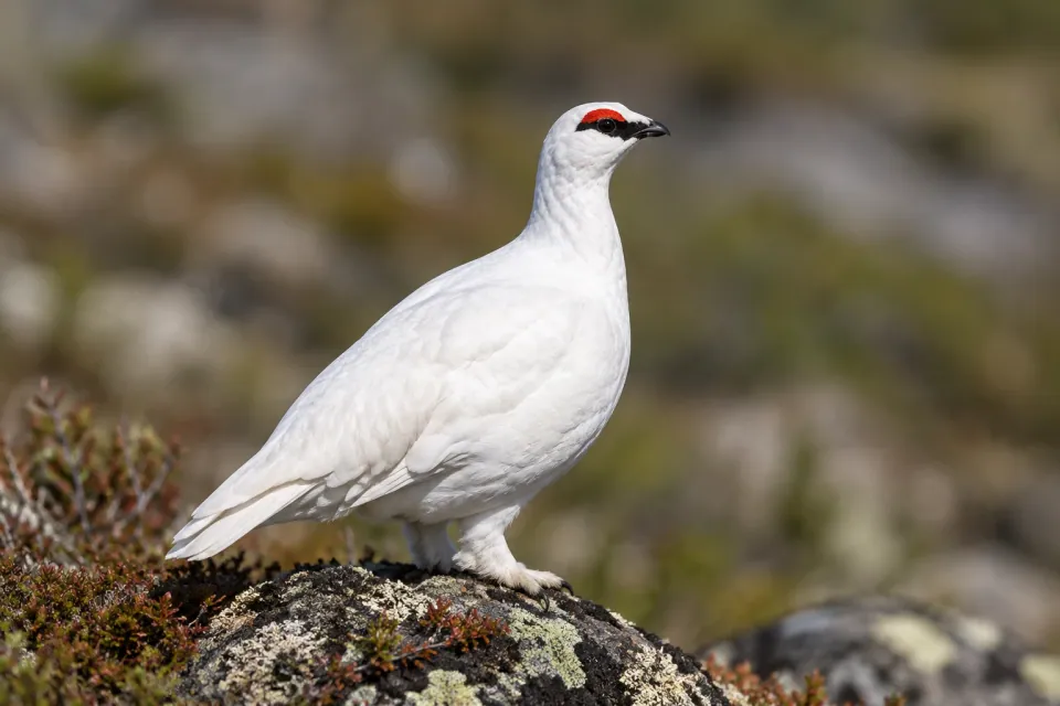 Rock ptarmigan — verified North Ground species photograph