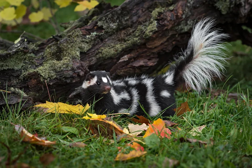 Eastern spotted skunk with its tail lifted