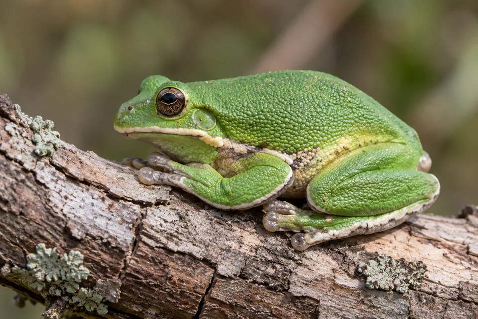 Barking treefrog — verified North Ground species photograph