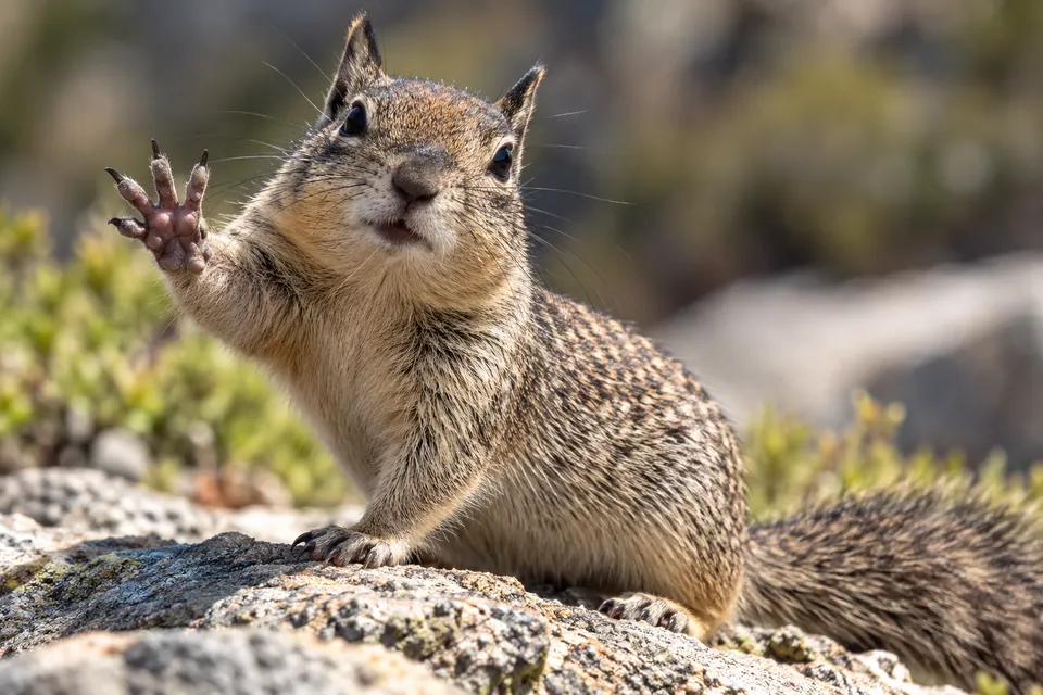 California ground squirrel — verified North Ground species photograph