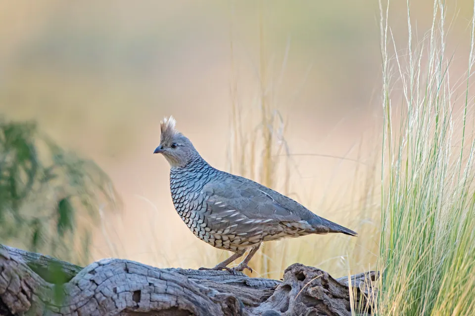 Scaled quail perched on a log