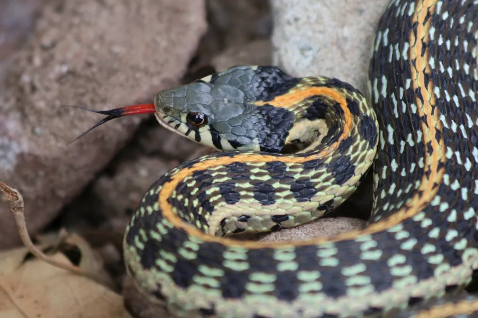 Black-necked gartersnake coiled among rocks