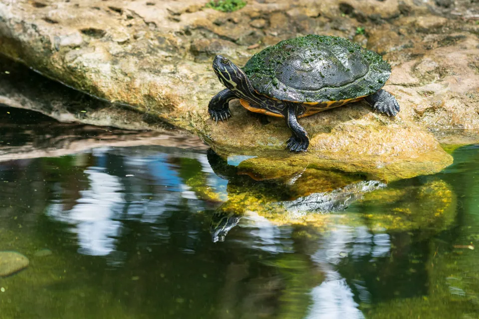 Chicken turtle on a rock at the water's edge