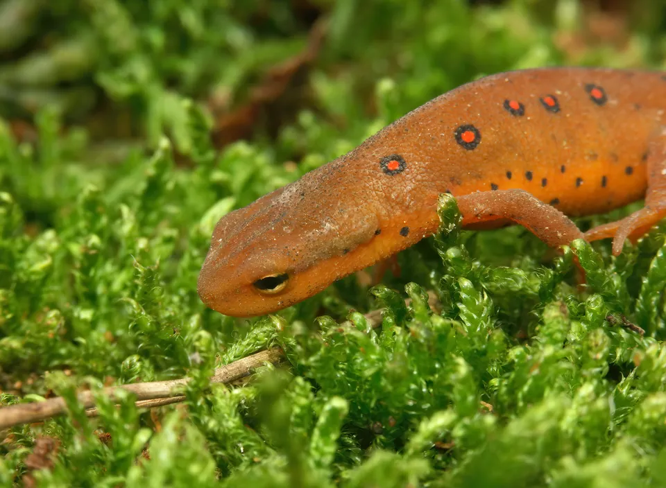 Eastern newt in its red eft stage on moss