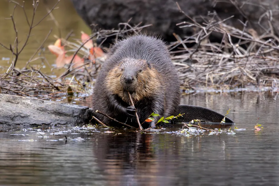 North American beaver chewing on saplings at a riverbank