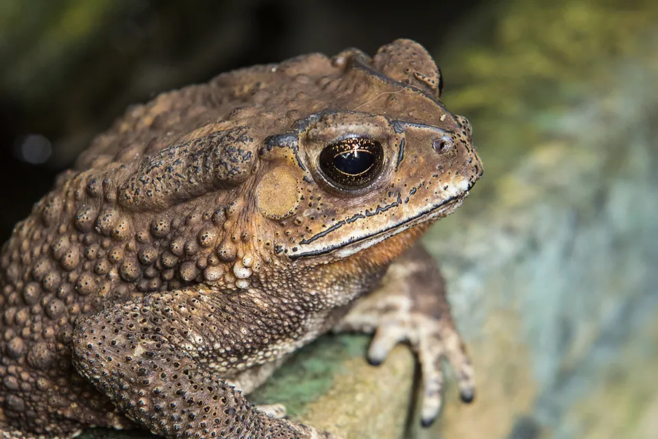 American toad — verified North Ground species photograph