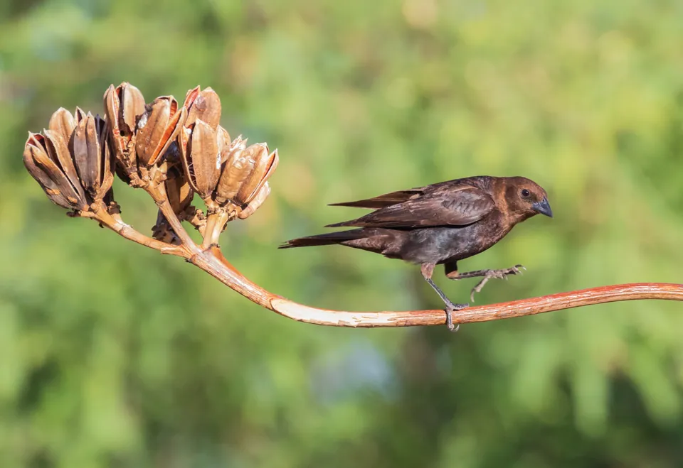 Bronzed cowbird — verified North Ground species photograph