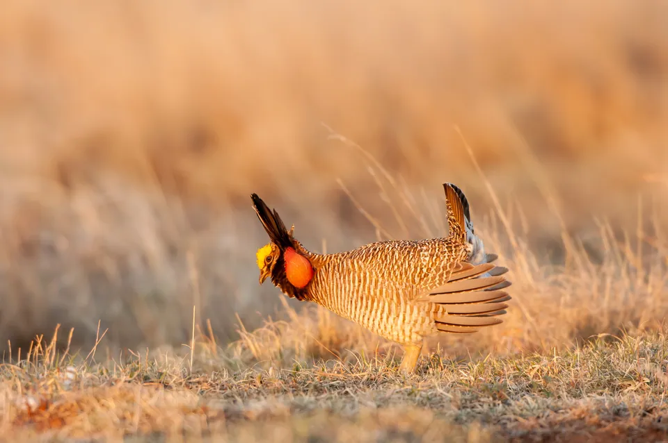 Male lesser prairie-chicken displaying on a lek