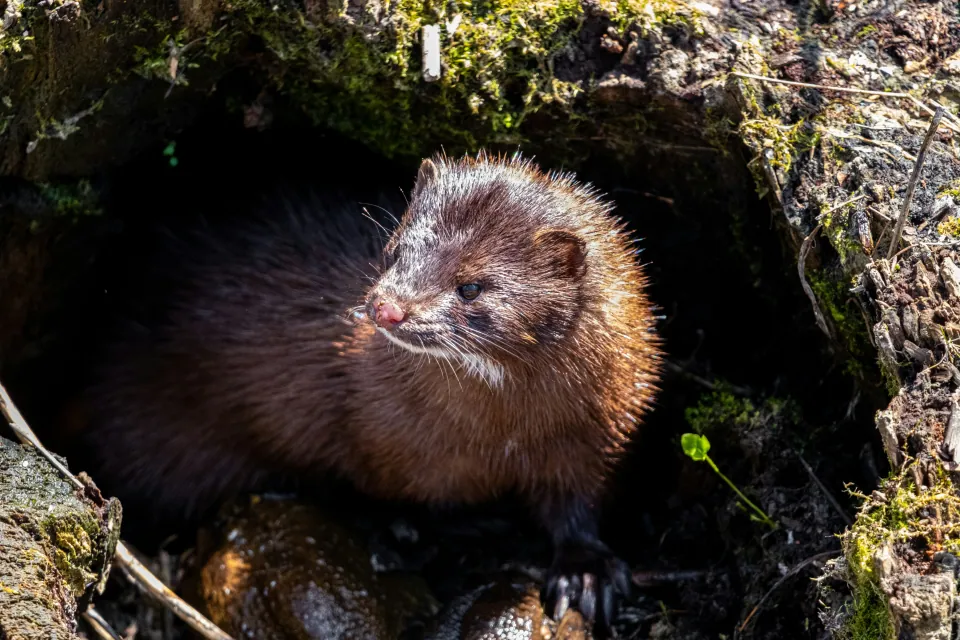 American mink