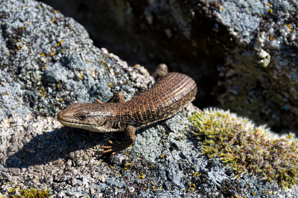 Northern alligator lizard basking on a lichen-covered rock