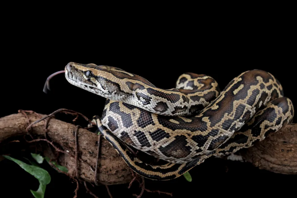 Burmese python — verified North Ground species photograph