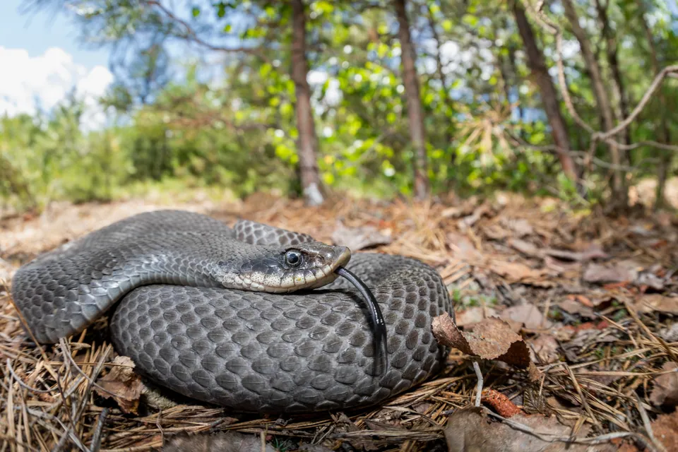 Eastern hognose snake coiled on the forest floor