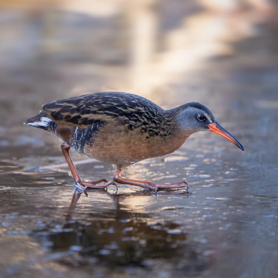 Virginia rail wading in shallow water