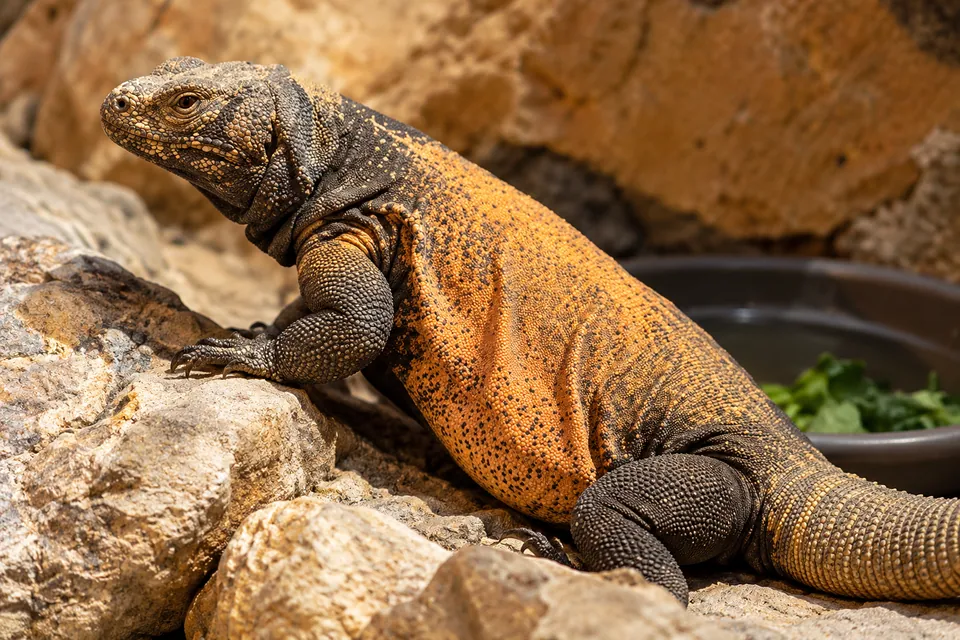 Common chuckwalla — verified North Ground species photograph