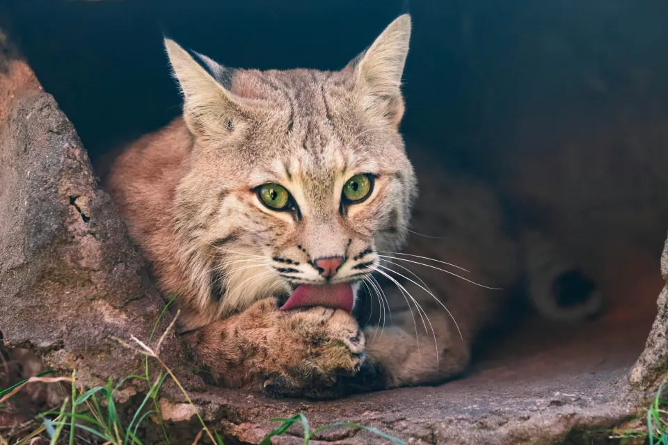 Bobcat