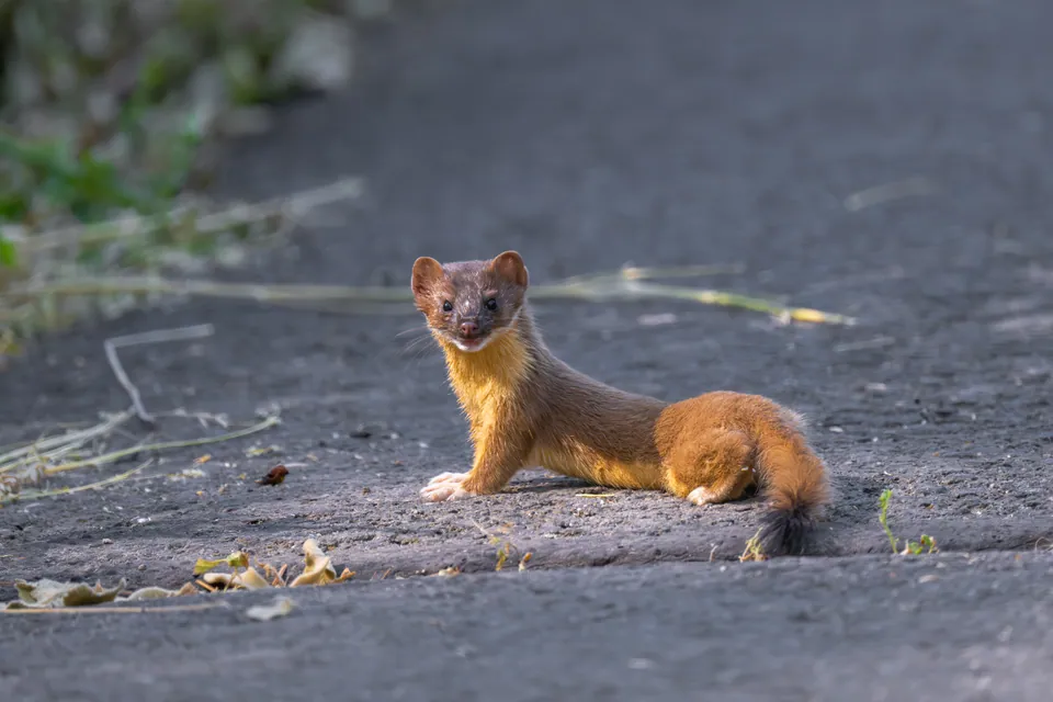 Long-tailed weasel on bare ground