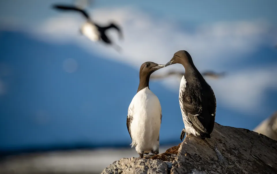 Two common murres on a rock above the sea