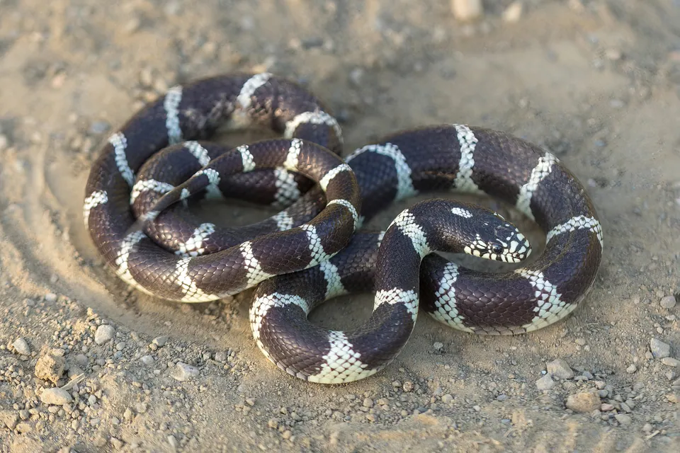 California kingsnake coiled on bare ground