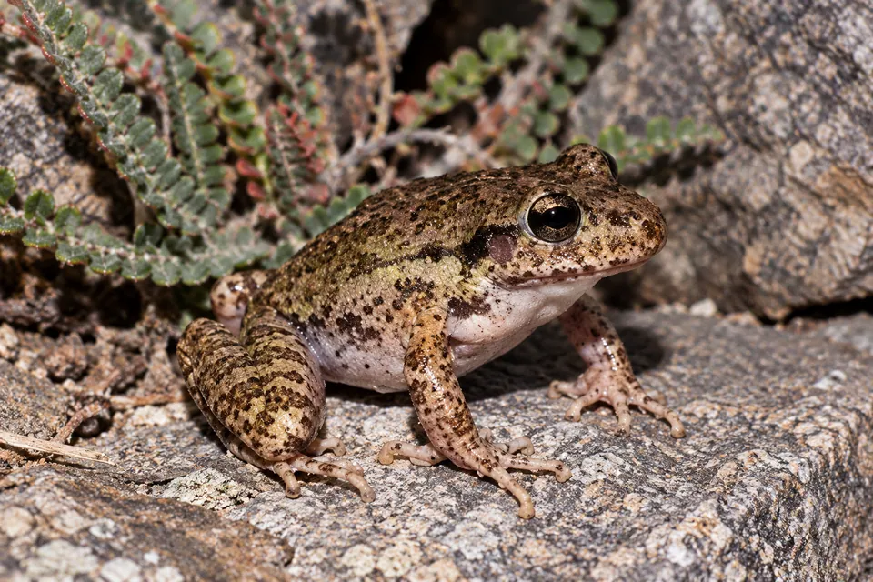 Barking frog — verified North Ground species photograph