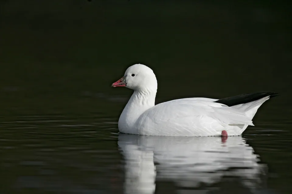 Ross's goose swimming