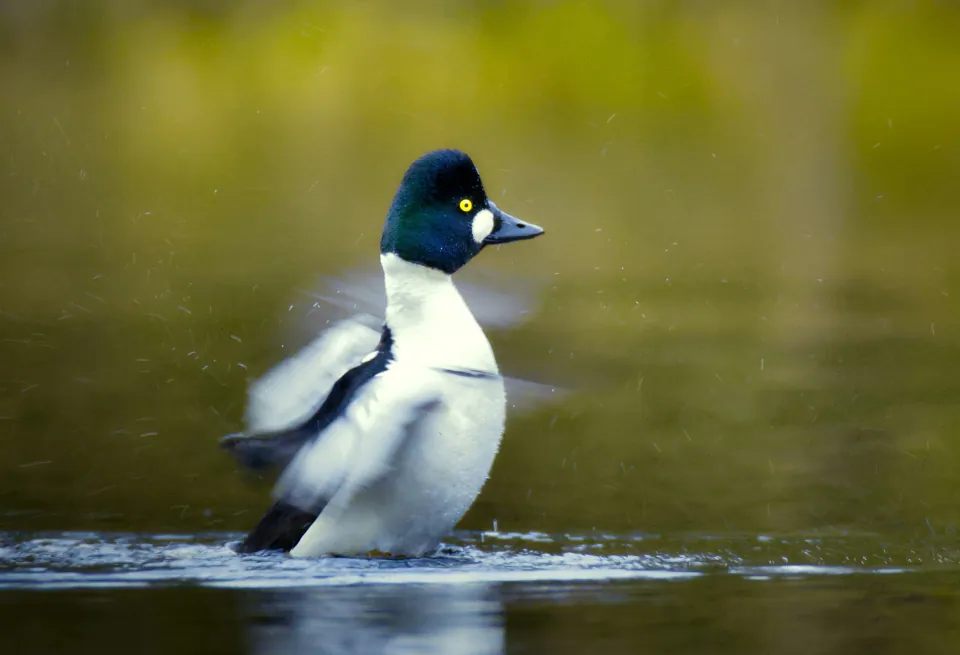 Common goldeneye