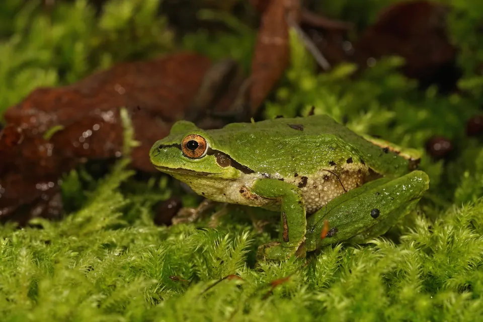 Pacific treefrog