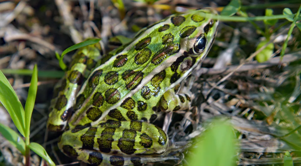 Northern leopard frog sitting in grass