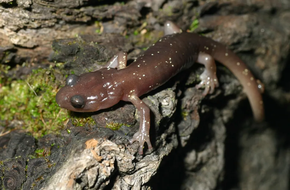 Arboreal salamander — verified North Ground species photograph