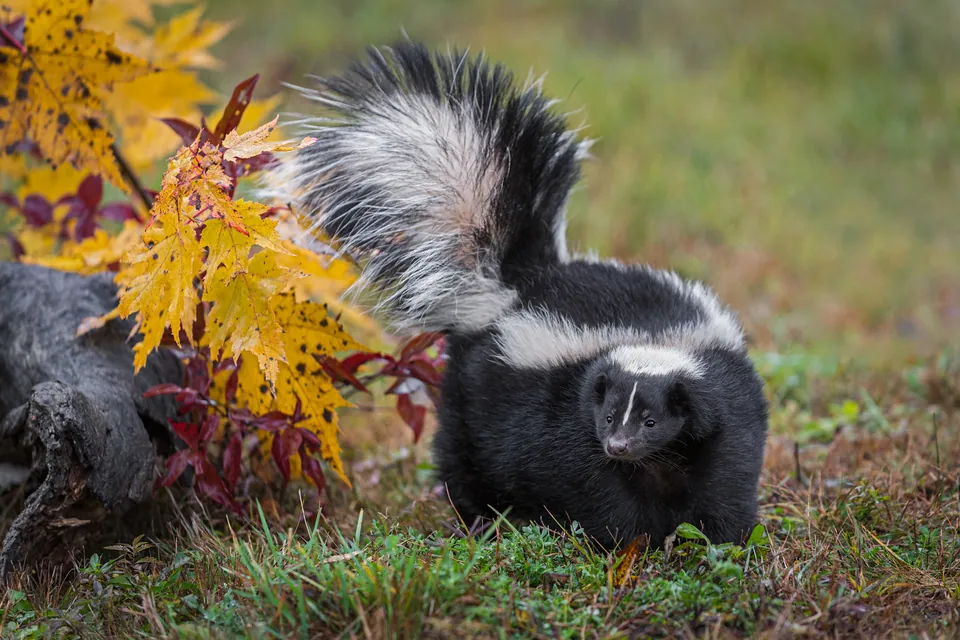 Striped skunk with its tail raised among autumn leaves