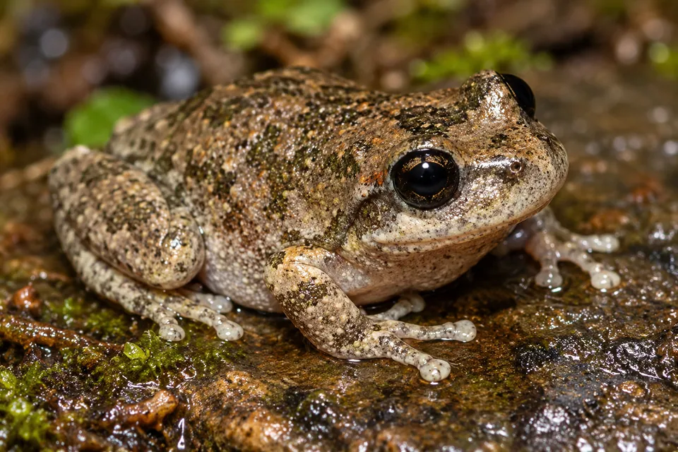 California treefrog — verified North Ground species photograph