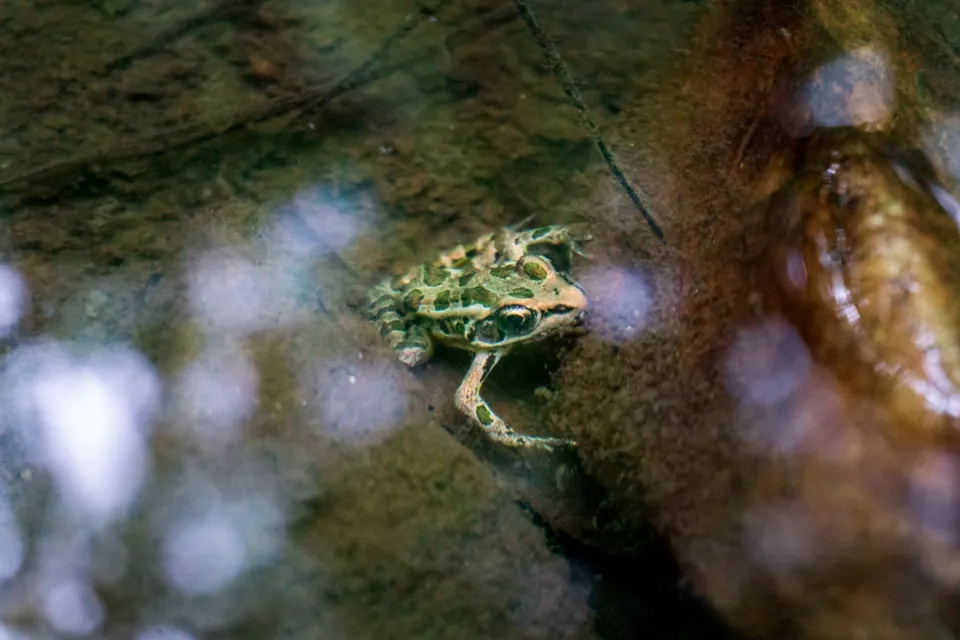Pickerel frog peering out of shallow creek water